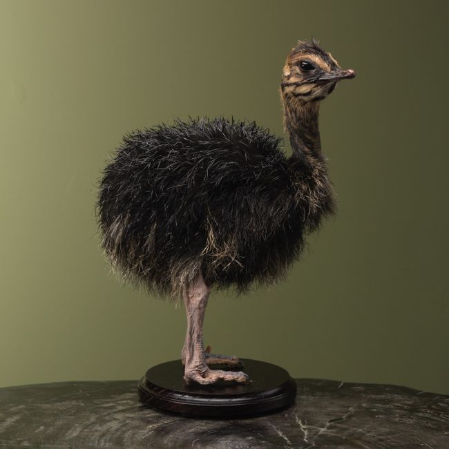 4173 Struisvogel Kuiken Zwart