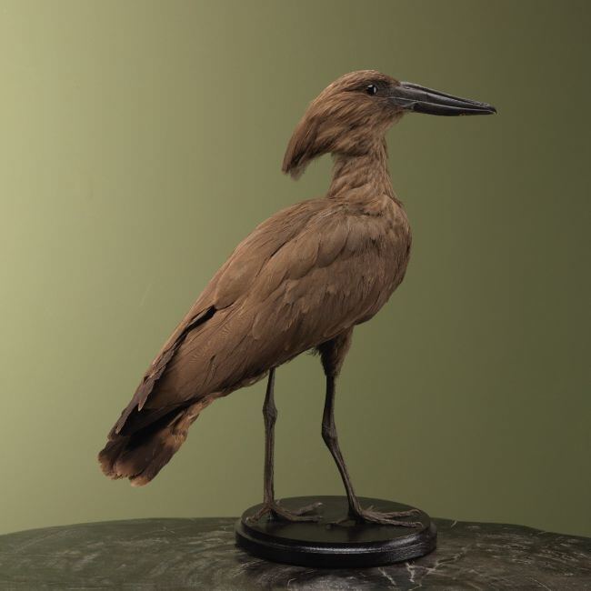 4192 Hamerkop