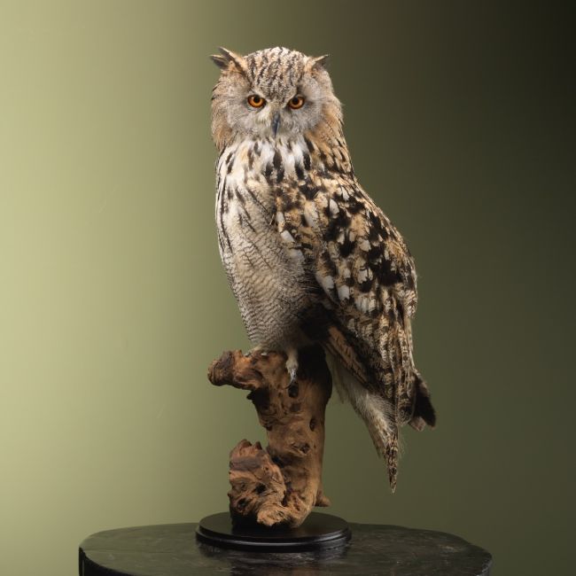 4216 Siberische Oehoe