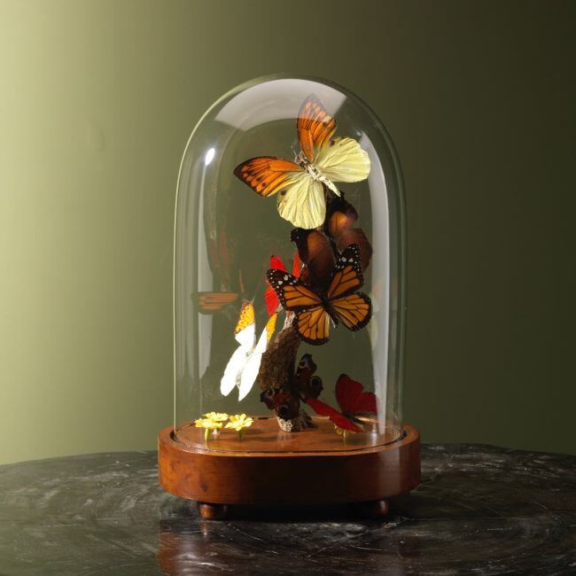 4241 Vlinders in Stolp