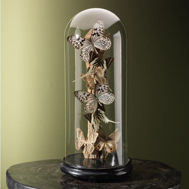 4246 Vlinders in Stolp