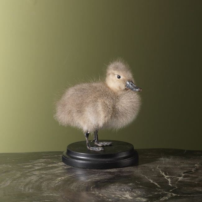 4258 Stippeleend Kuiken