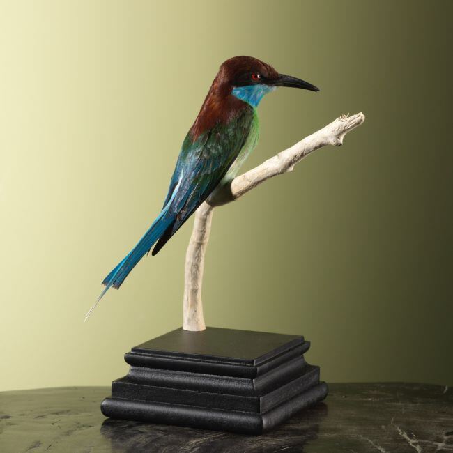 4274 Maleise Bijeneter