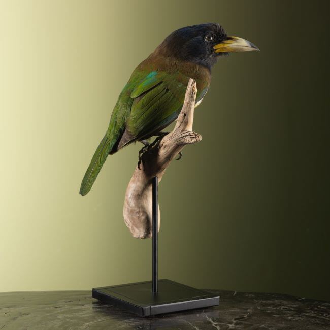 4277 Grote Baardvogel