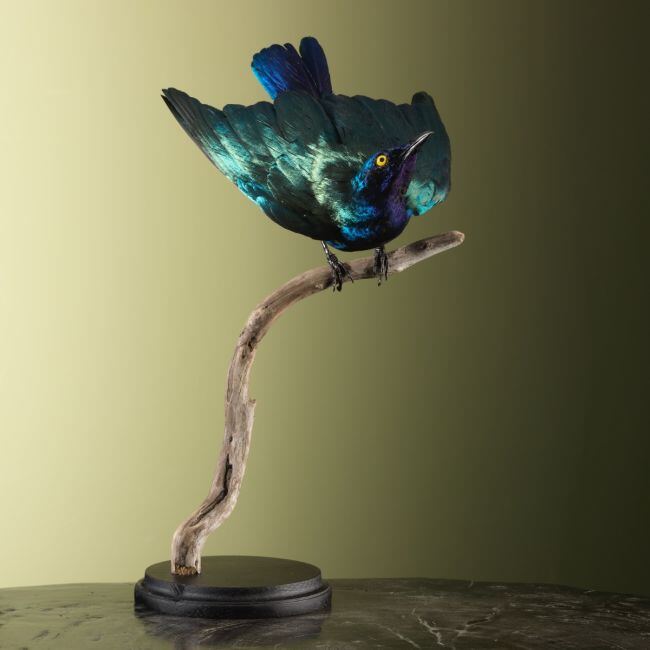 4284 Purperglansspreeuw