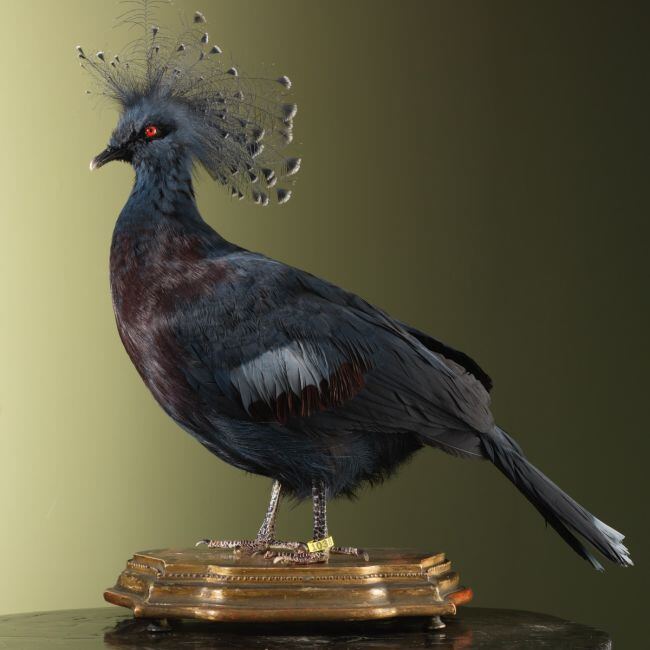 4315 Victoria Kroonduif Waaierduif