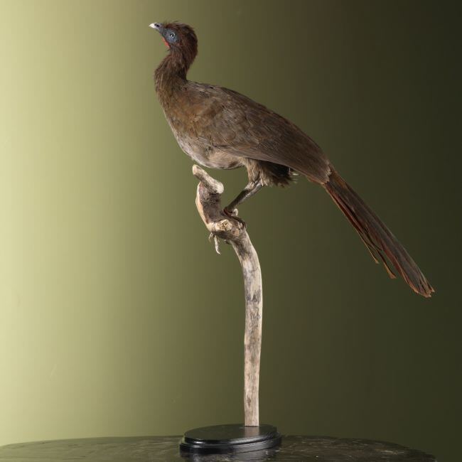 4318 Kleine Chachalaca