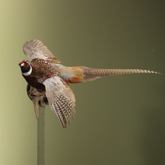 4349 Fazant Vliegend