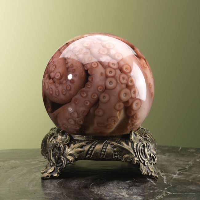 0000 Octopus op Sterk Water 1