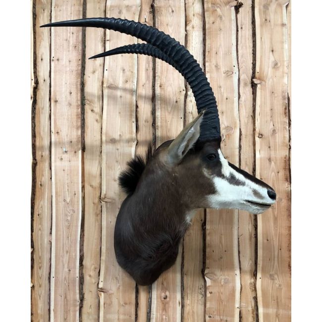 DL_0015.01 Sabelantilope