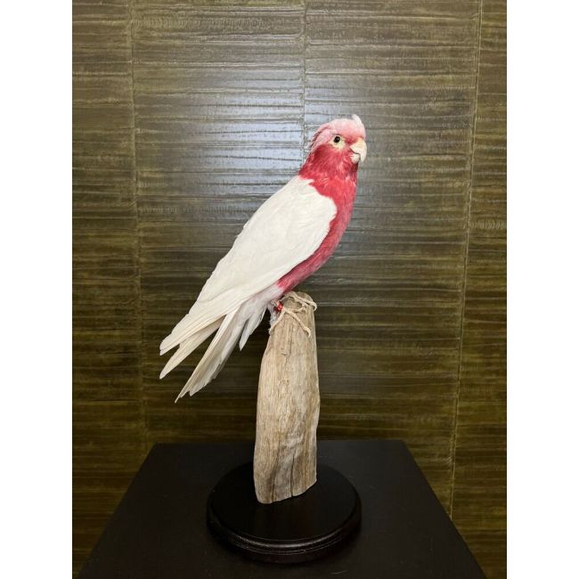 0519 Lutino Roze Kaketoe