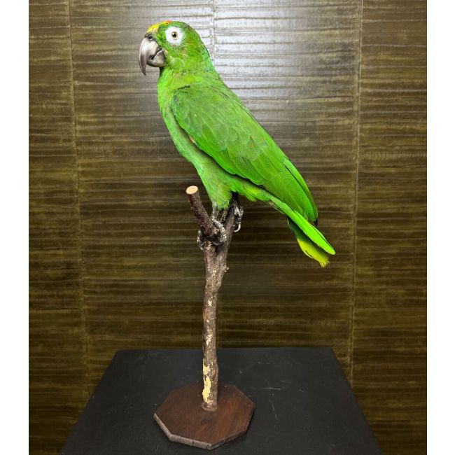 1024 Grote Amazone Papegaai