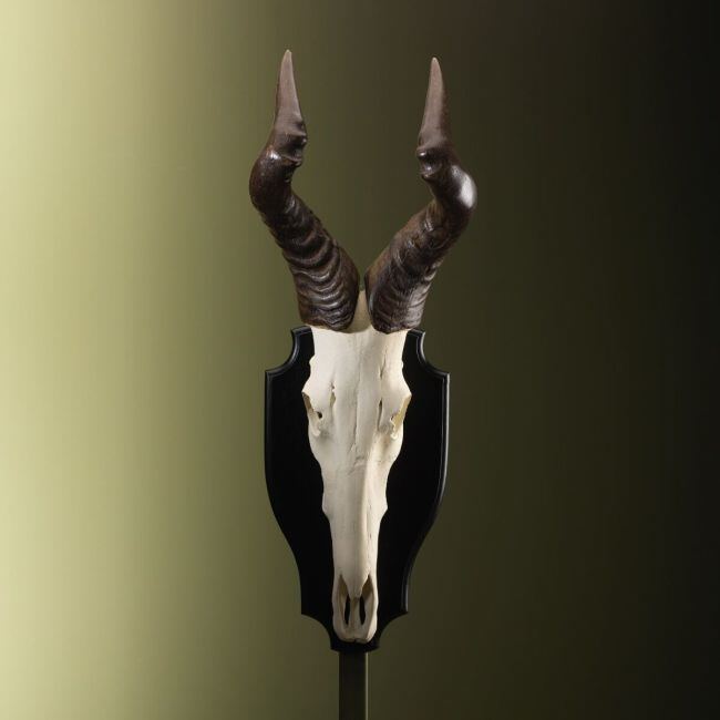 3269 Hartenbeest Schedel
