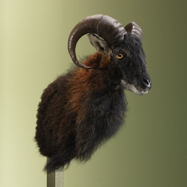 3759 Schaap