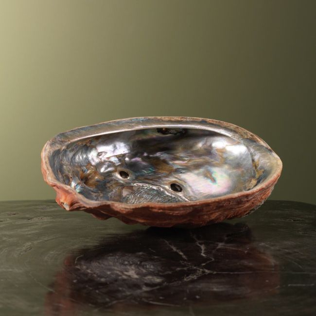 3882 Abalone Schelp Parelmoer