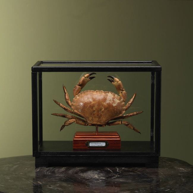 4107 Noordzeekrab in Vitrine