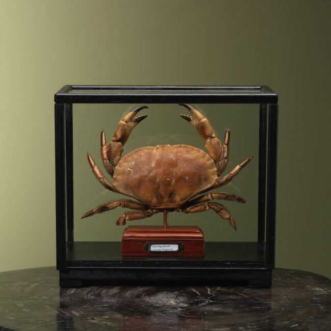 4108 Noordzeekrab in Vitrine