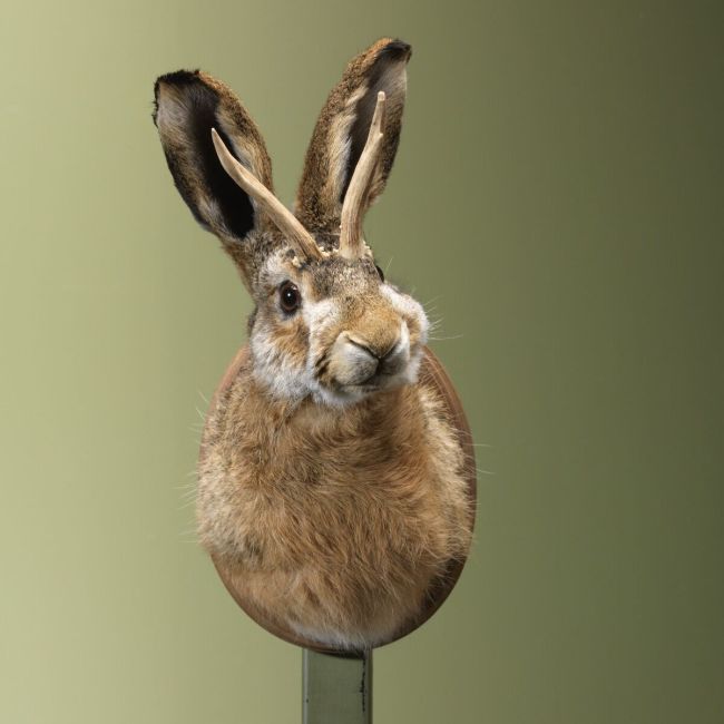 4432  Knert - Jackalope