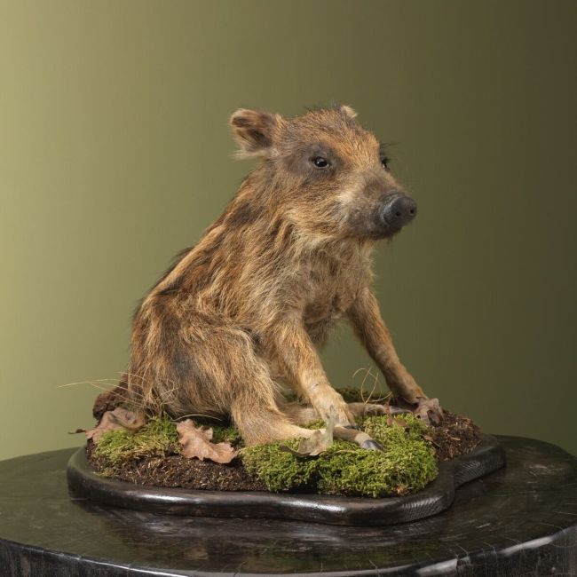 4558 Wild Zwijn Jong Frisling