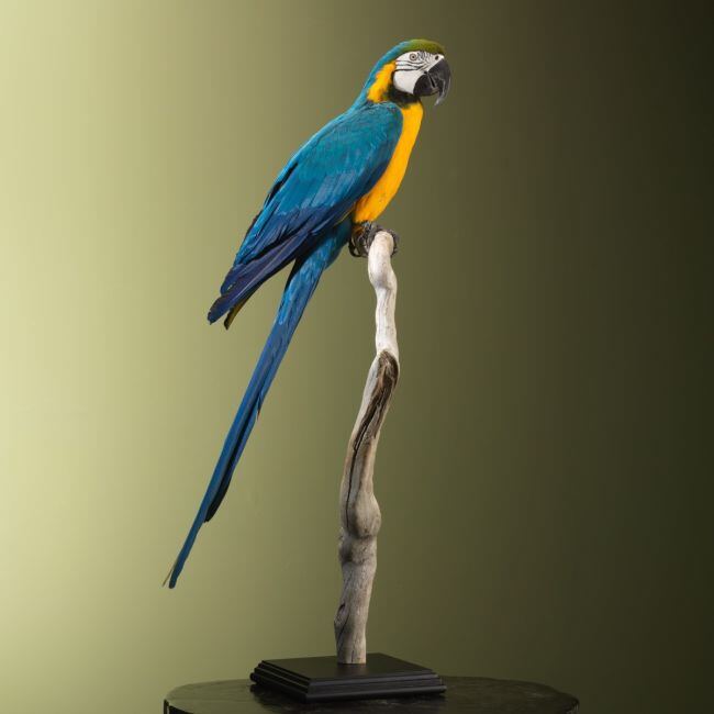 4639 Blauw-Gele Ara