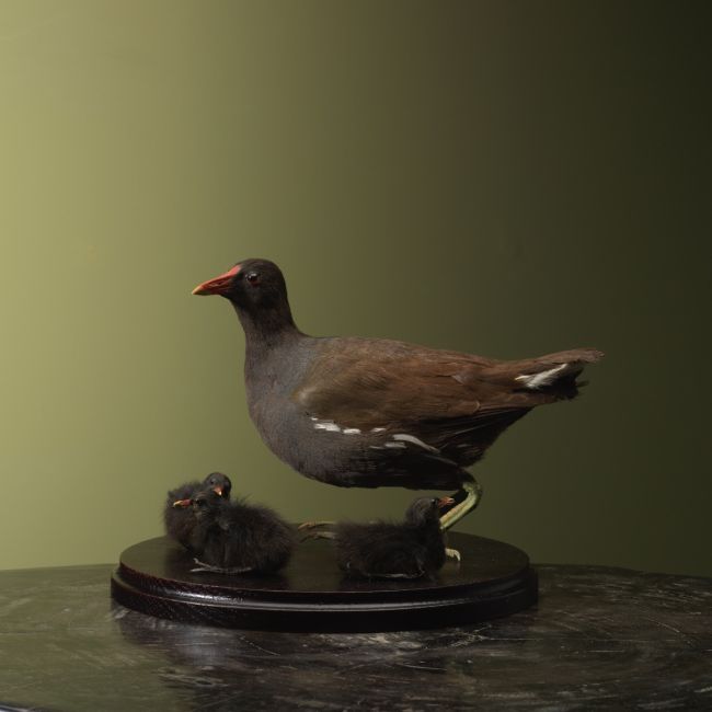 4686 Waterhoen met Kuikens Antiek