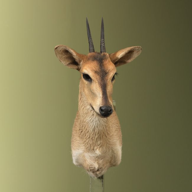 4774 Duiker