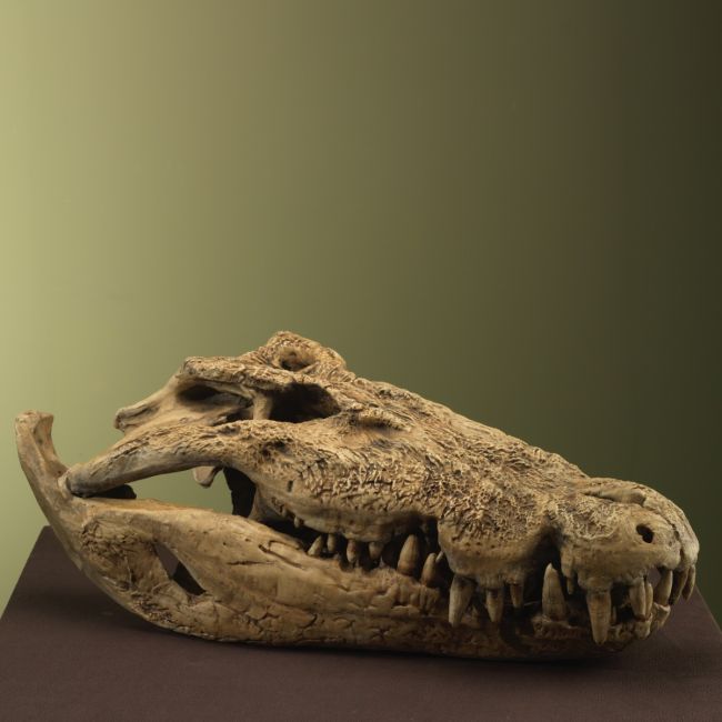 4845 Krokodil Schedel XXL Replica