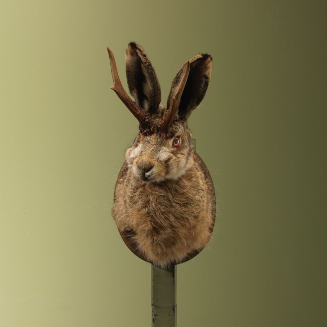 4854 Knert Jackalope