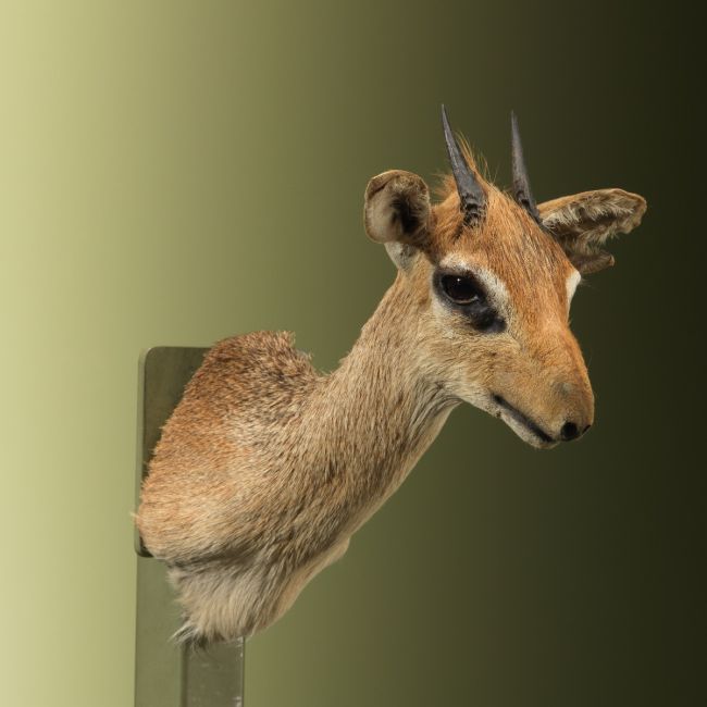 4866 Dikdik Antilope