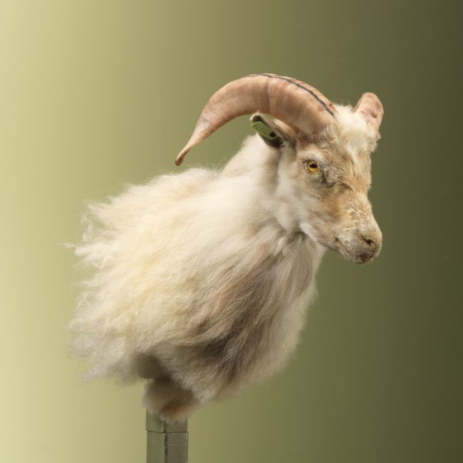 4870 Schaap