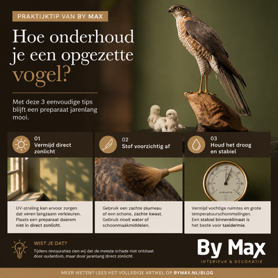 Opgezette Sperwer - onderhoud van taxidermie Opgezette sperwer als voorbeeld van goed onderhouden taxidermie